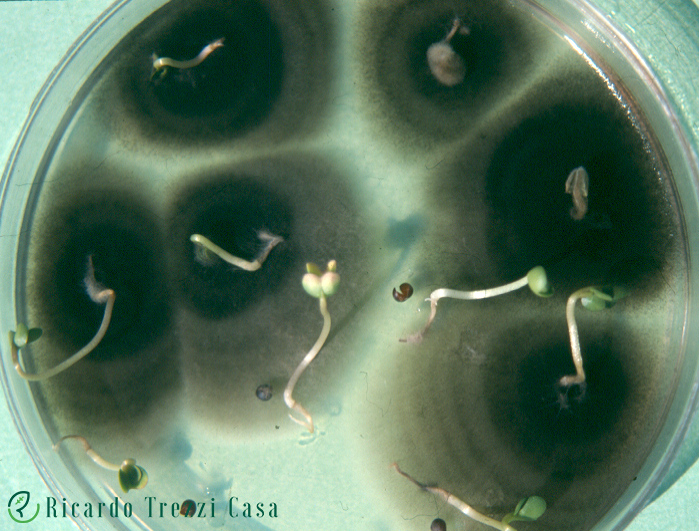 Alternaria